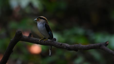 Perched-on-a-branch-in-the-dark-of-the-forest-then-flies-away-towards-the-left,-Silver-breasted-Broadbill-Serilophus-lunatus,-Thailand