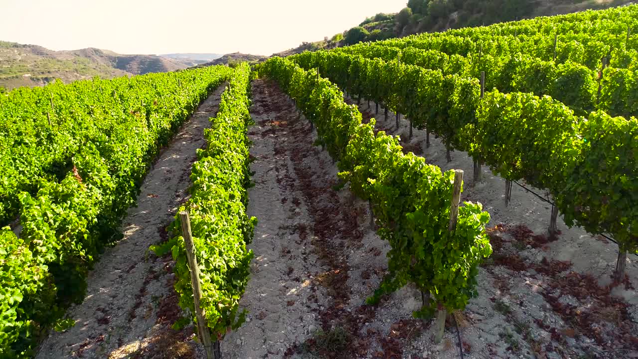 Riprese aeree con drone al tramonto di vigneti, filari di campi di uva verde dorata a Koilani, Limassol, Cipro