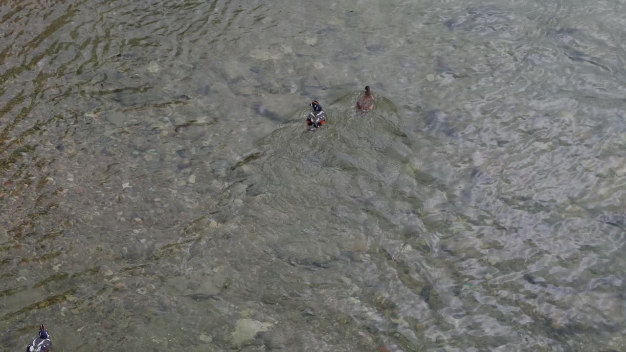 Harlequin ducks swimming and foraging in clear rocky river water