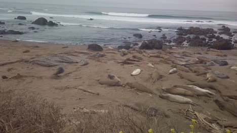 Gimbal-wide-panning-shot-of-a-large-northern-elephant-seal-colony-on-the-shores-of-Piedras-Blancas,-California