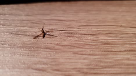 el mosquito medio muerto todavía se mueve y lucha por la vida, foto estática de cerca