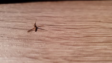 half-dead mosquito still moving and fighting for life, static close shot