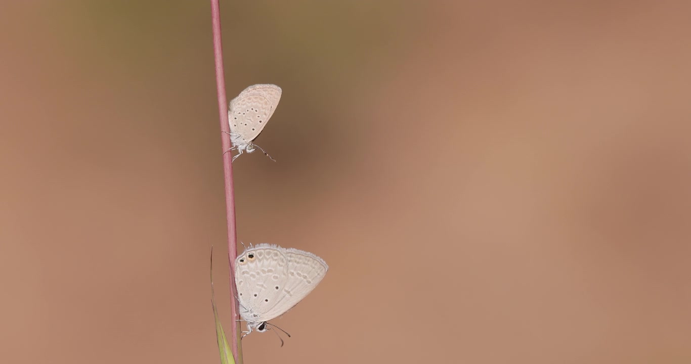 Farfalle Gram Blue e Grass Blue che si crogiolano sulla paglia invernale, sincronizzazione termica macro all'alba al rallentatore.
