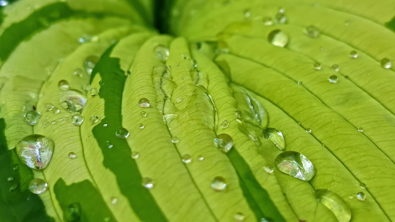 Close-up view of fresh dew drops scattered across the textured surface of a vibrant green leaf, sparkling in natural light