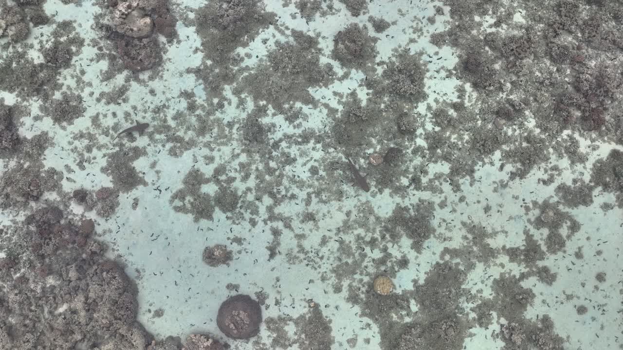 프랑스령 폴리네시아 의 무레아 에 있는 호수 의 은 물 에서 헤엄치는 블랙피트 상어 들 의 공중 풍경