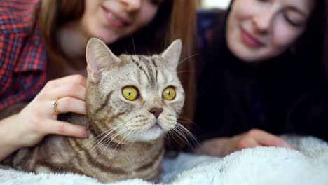 closeup of two happy women friends lying in bed hug fat angry cat and have fun on bed