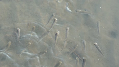 Un-Banco-De-Peces-Pequeños-Vistos-En-Un-Charco-De-Agua-En-Un-Plano-De-Marea-Arenoso-En-El-área-De-Preservación-De-Humedales-De-Gaomei,-Taichung,-Taiwán