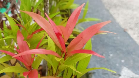 planta de syzgium oleina que tiene brotes de hojas rojas