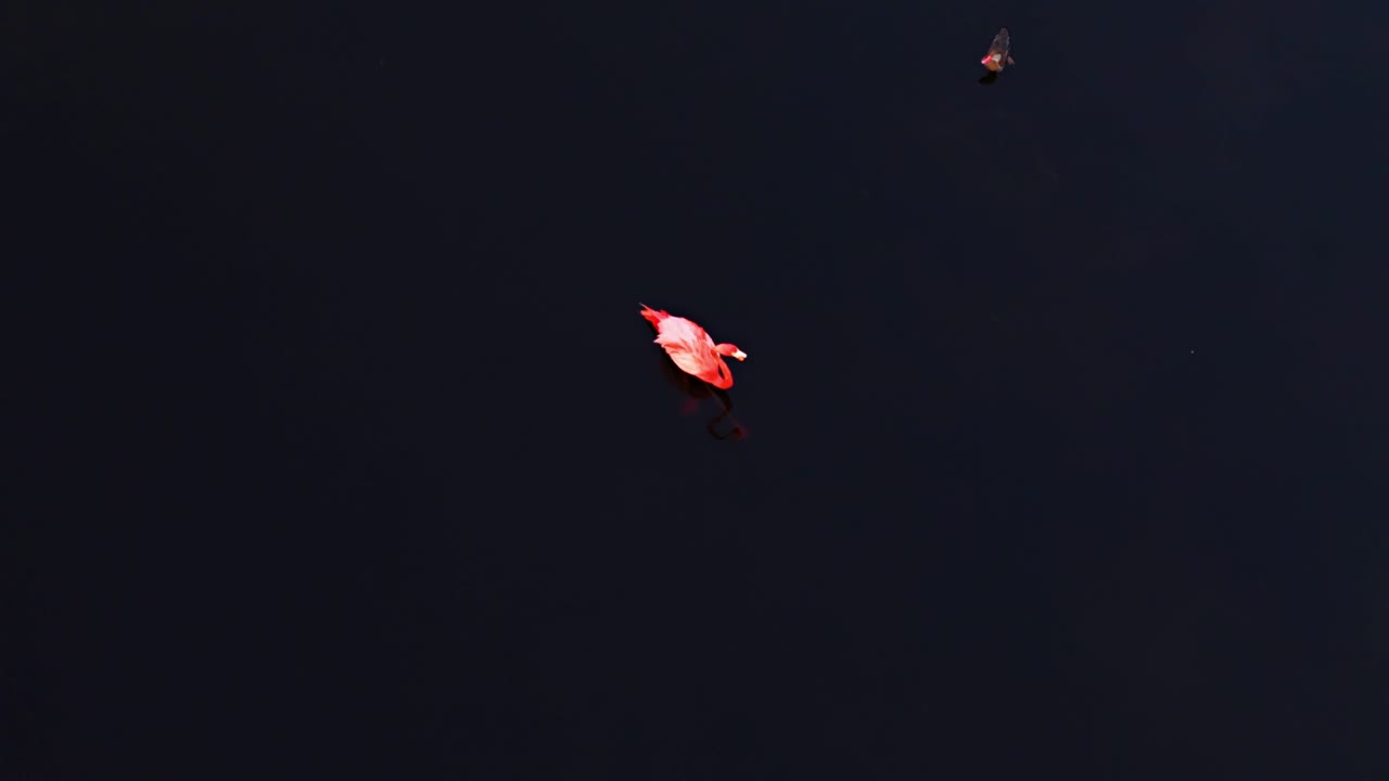 visión general de un solo flamenco flotando en el agua, fondo azul oscuro vacío