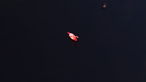drone overview of single flamingo floating in water, empty dark blue background