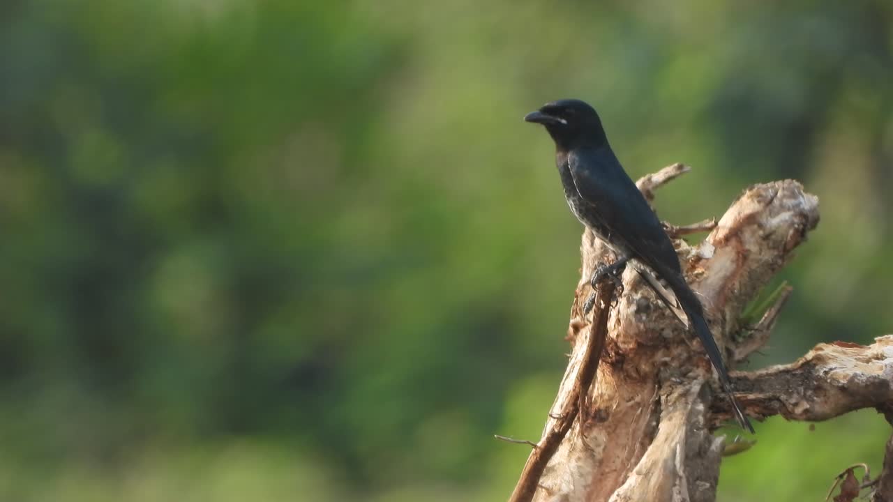 drongo negro - en el árbol - padres negros - brillante