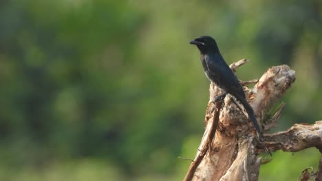 Schwarzer-Drongo---Im-Baum---Schwarze-Väter---Glänzend