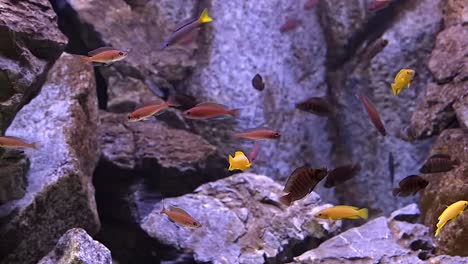 a school of colorful cichlid fishes swims in the fish tank with various rocks on the background. -panning shot