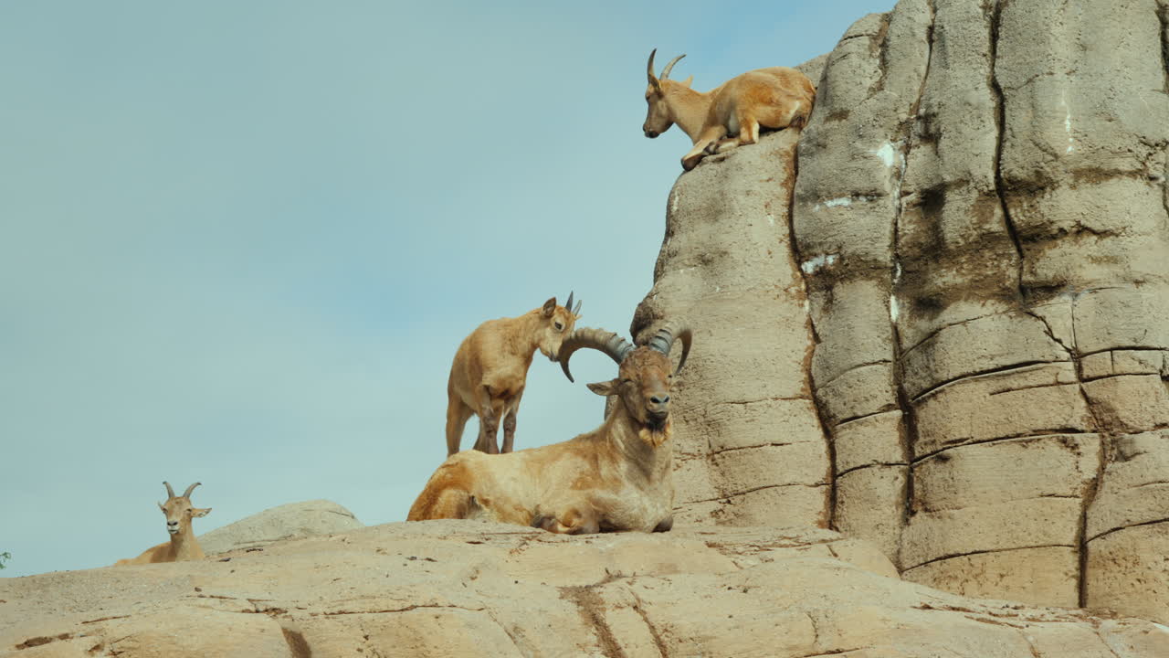 cabras en una roca