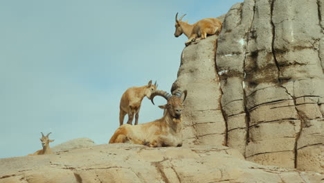 goats on a rock