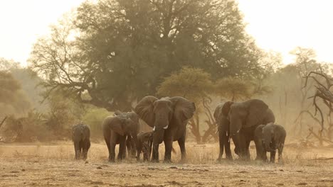 small herd of elephants feeding in golden backlight, south africa