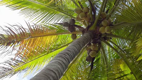 palm tree with coconuts and green branches moving by the wind