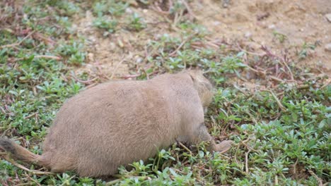 a brown marmot eats grass. rear view