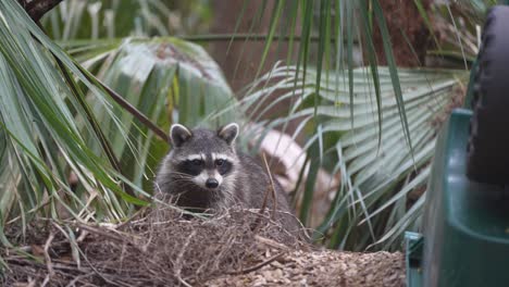 racoon looking up from eating food
