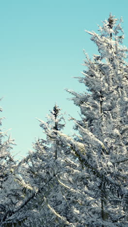 snow covered trees in a winter forest