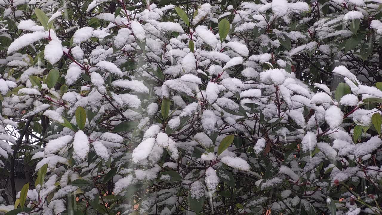 paisaje de invierno: observando la serenidad de las nevadas y las hojas congeladas