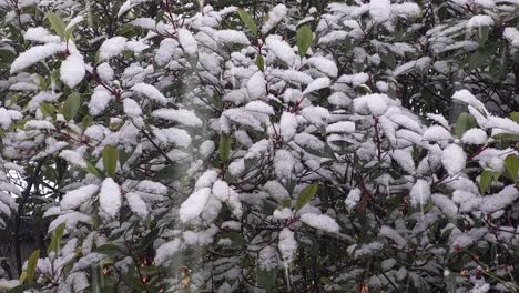 winter landscape: observing the serenity of snowfall and frozen leaves