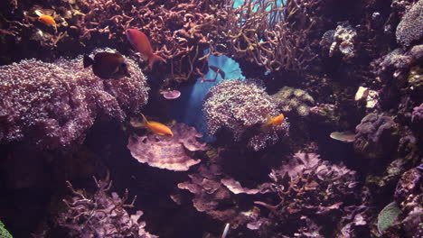 4k footage of exotic fish and corals in the aquarium on malta island in malta