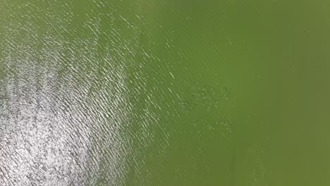 A-top-down-drone-camera-shot-directly-above-birds-flying-over-a-green-lake-on-a-sunny-afternoon