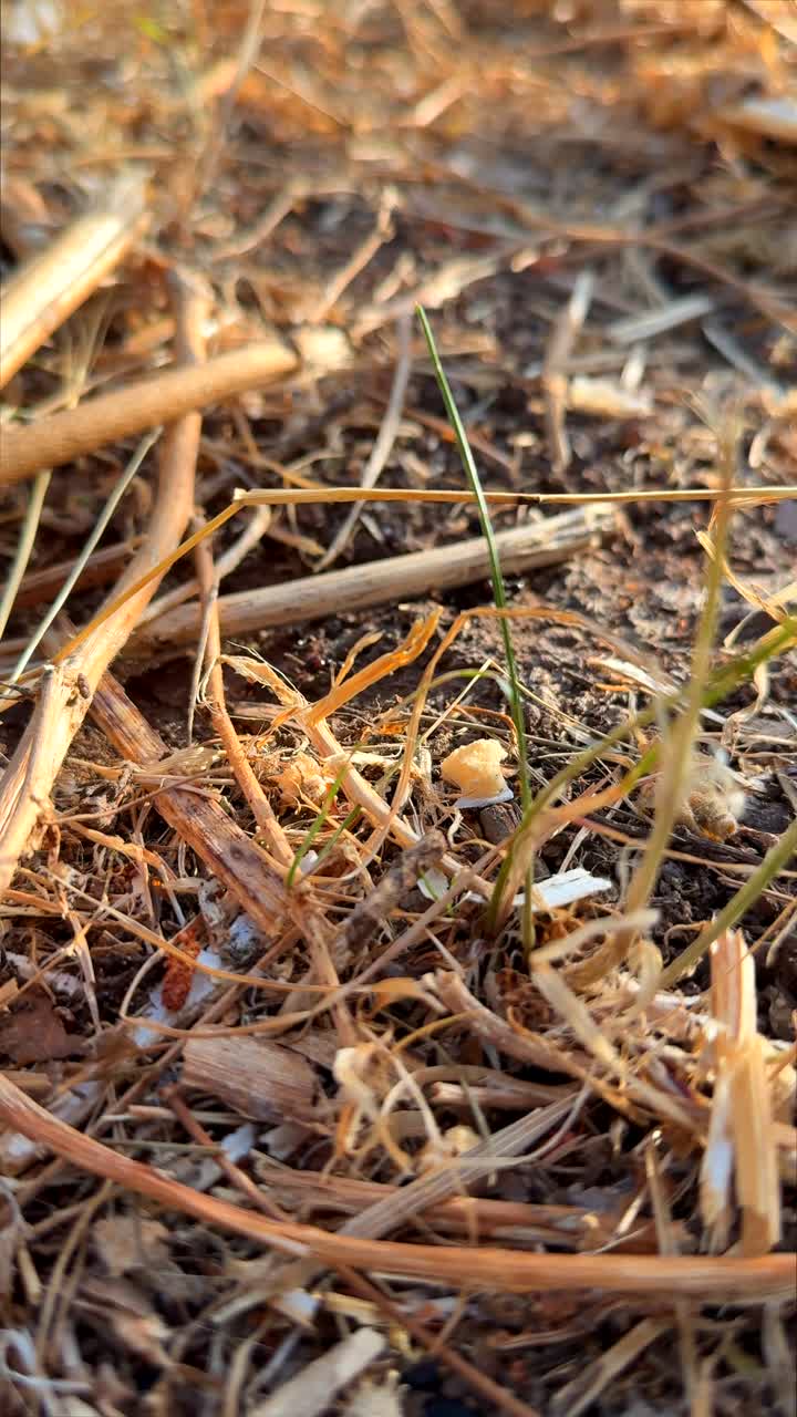 Close-up of Dried Grass and Twigs on Sunlit Ground