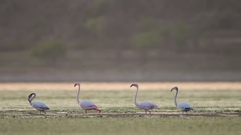 flock of greater flamingos in lake sun sunset
