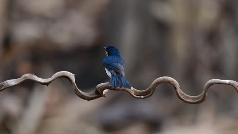 El-Papamoscas-Azul-De-Indochina-Se-Encuentra-En-Los-Bosques-De-Las-Tierras-Bajas-De-Tailandia,-Conocido-Por-Sus-Plumas-Azules-Y-Su-Pecho-De-Naranja-A-Blanco