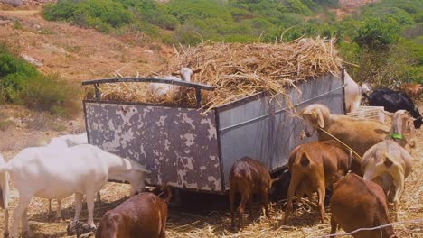 Montón-De-Cabras-Comiendo-En-Un-Carro