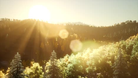 rays of the sun make their way through the branches