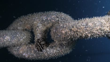 vista submarina única de una gran cadena unida a un proyecto de arrecife artificial cubierto de coral colorido