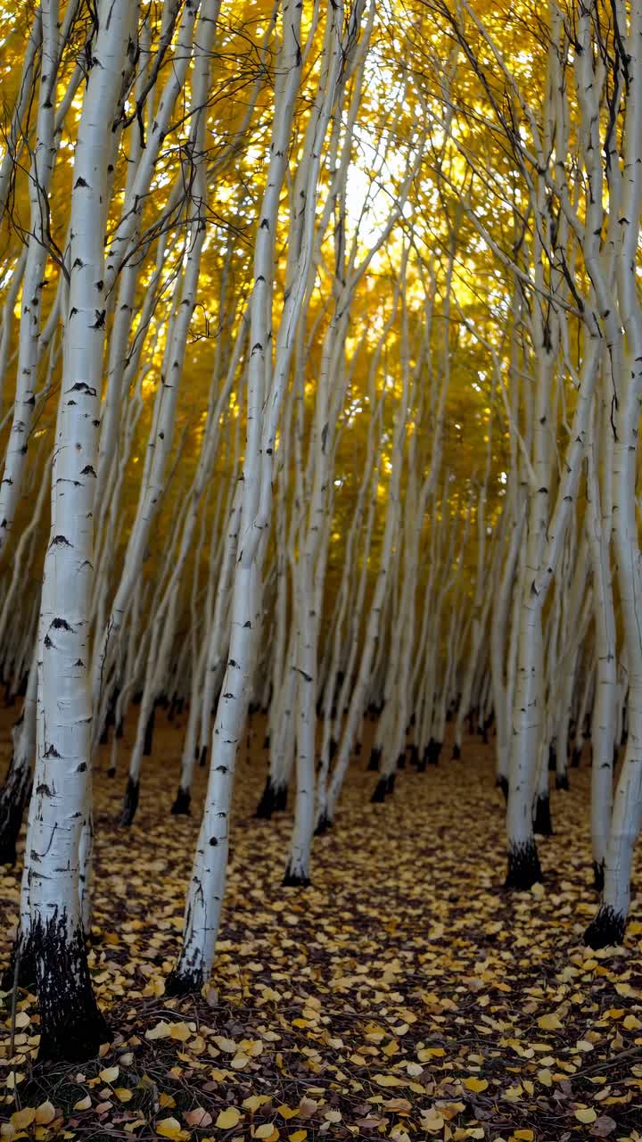 A mesmerizing upward angle captures a forest of slender birch trees with golden leaves
