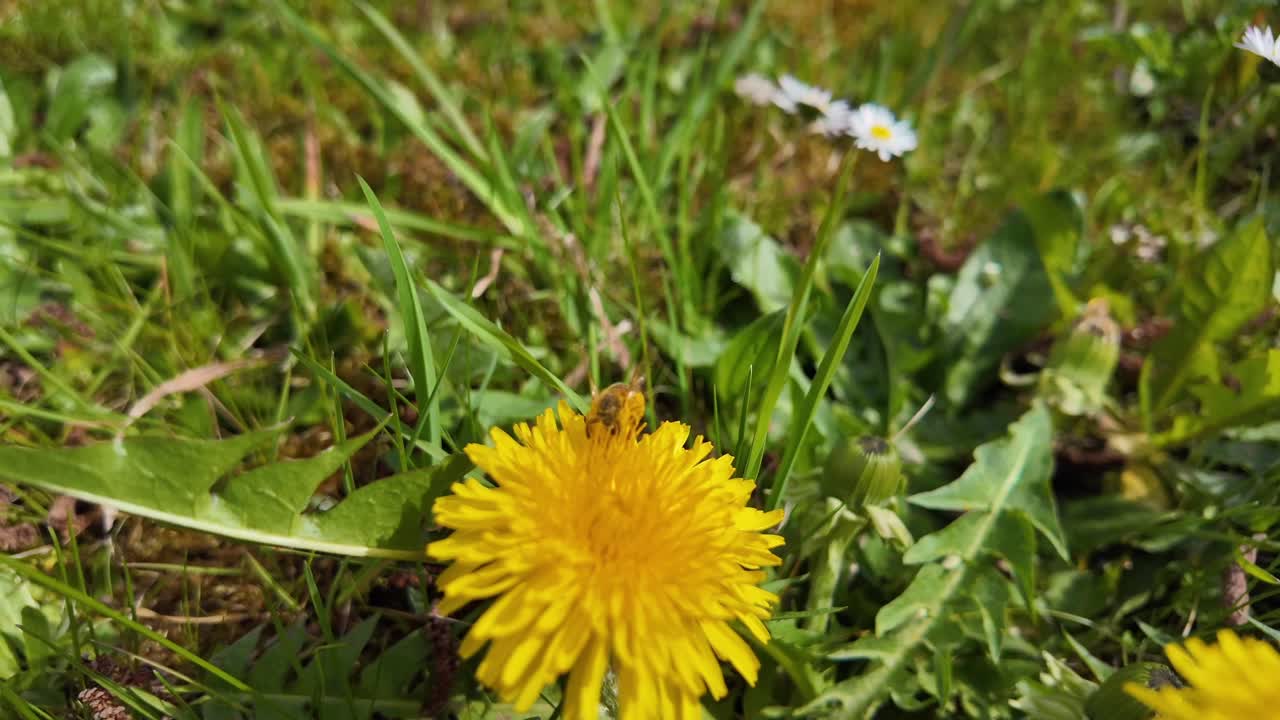 Slow motion of a honey bee collecting pollen from a yellow dandelion flower.