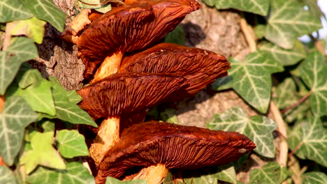 Orange-coloured-fungi-growing-on-a-living-tree-trunk-in-the-village-of-Wing-in-the-county-of-Rutland,-United-Kingdom