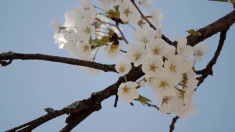 2018 cherry blossoms at peak bloom.