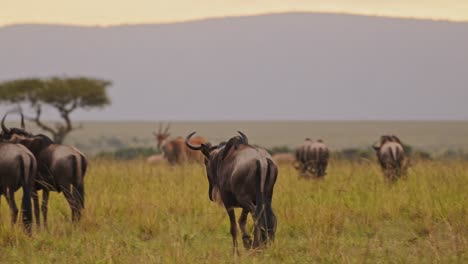 movimiento lento de ñus corriendo en la sabana con árbol de acacia, masai mara vida silvestre animales de safari en el paisaje de la sabana en kenia, áfrica en maasai mara durante la gran migración
