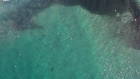 Bottlenose-Dolphins-Hunting-Fish-At-Broken-Head-NSW---Byron-Region---Australia