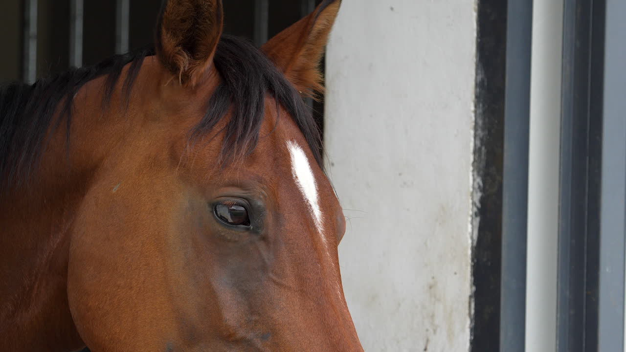 Close-up of a horse's head with a white marking, standing in a stable