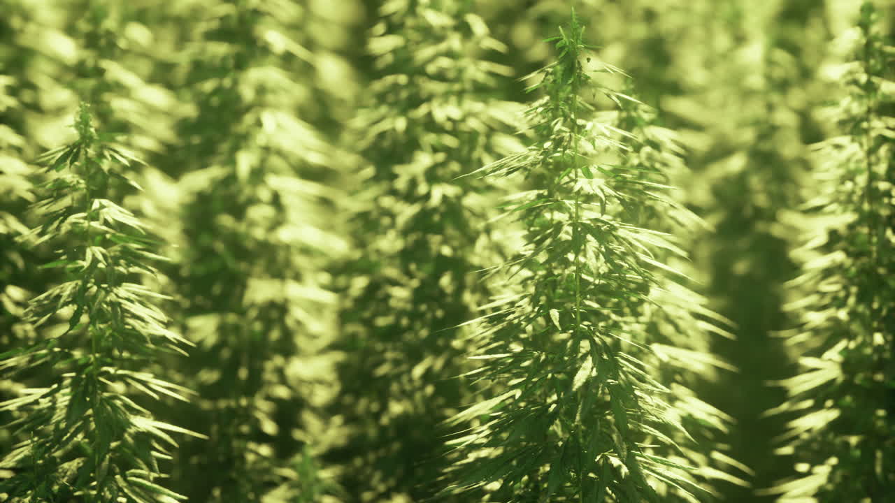 Lush green hemp plants thriving in sunlight on a warm summer day