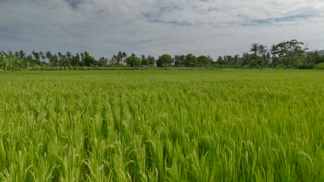 Exuberantes-Campos-De-Arroz-Verdes-Bajo-Un-Cielo-Nublado-En-Pantai-Lancing-Lombok,-Kuta,-Lombok-Central