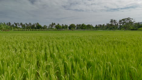 campos de arroz verdes y exuberantes bajo un cielo nublado en pantai lancing lombok, kuta, central de lombok