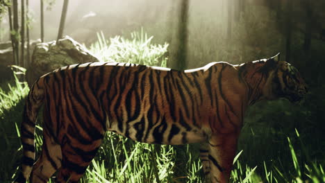 tigre en la jungla