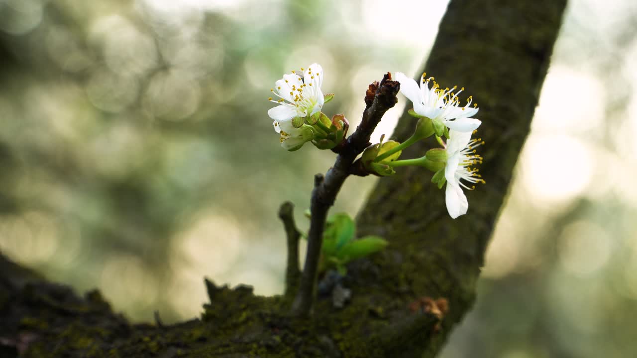Fly visiting beautiful subtle flowers of sour cherry tree with delicate white petals and numerous stamens