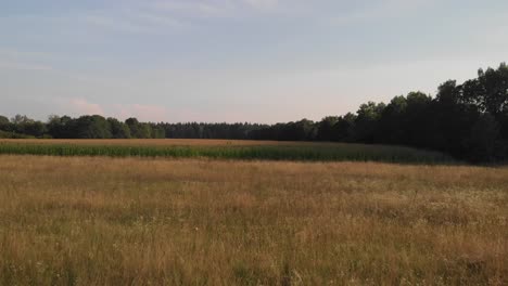 Corn-fields-recorded-with-a-drone-on-a-sunny-day