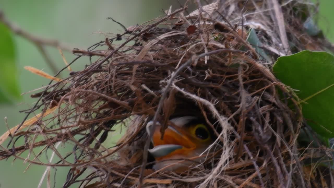 Il beccolargo dal petto argentato è un uccello famoso in Thailandia, sia a livello locale che internazionale.