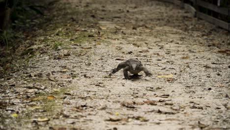 lagarto monitor de agua malaya arrastrándose por un largo sendero rocoso en la reserva de humedales sungei buloh, singapur