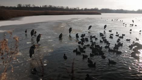 Group-of-grey-herons-and-coots-in-lake,-pond-in-winter